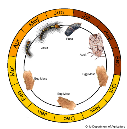 Diagram describes the spongy moth annual life cycle. In April through June, larva emerge and begin to mature. In July, these larva transition to pupa, before reaching their adult stage in August and September. Egg masses can then be seen October through March, before the cycle begins again.